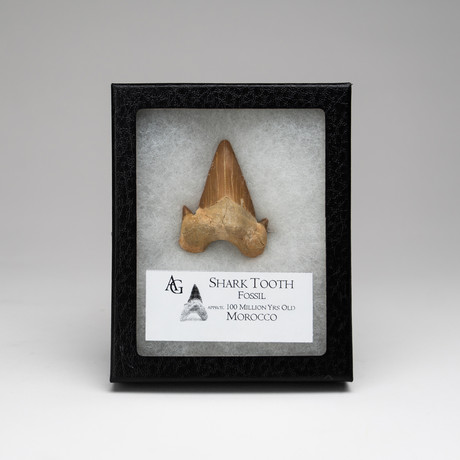 Fossil Shark Tooth + Display Case