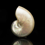 Genuine Pearl Nautilus // 7"