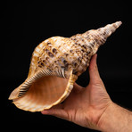 Genuine Pacific Triton Shell