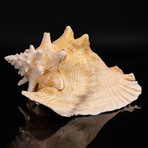 Genuine Pink Conch Shell