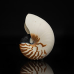 Genuine Nautilus Shell // 7"