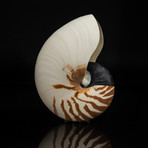 Genuine Nautilus Shell // 7"