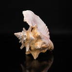 Genuine Pink Conch Shell