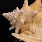 Genuine Pink Conch Shell