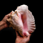 Genuine Pink Conch Shell