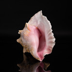 Genuine Pink Conch Shell