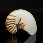 Genuine Nautilus Shell // 7"