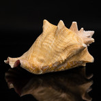 Genuine Pink Conch Shell