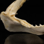 Genuine Blacktip Shark Jaw // Small