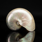 Genuine Pearl Nautilus // 7"