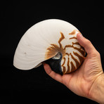 Genuine Nautilus Shell // 7"