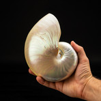 Genuine Pearl Nautilus // 7"