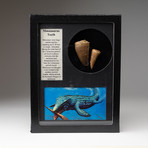 Mosasaurus Teeth + Display Frame