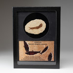 Knightia Eocaena Fossil + Display Frame