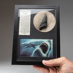 Megalodon Tooth + Display Frame