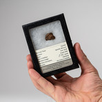 Agondal Meteorite + Display Box