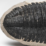 Asaphus Intermedius Trilobite