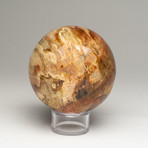 Petrified Wood Sphere + Acrylic Stand