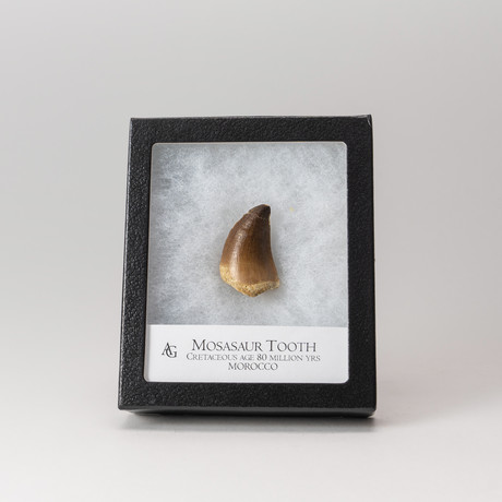 Mosasaur Dinosaur Tooth  + Display Box