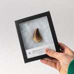 Mosasaur Dinosaur Tooth  + Display Box