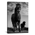Dartmoor Ponies II (12"W x 18"H x 0.75"D)