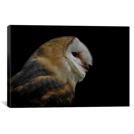 Barn Owl (18"W x 12"H x 0.75"D)