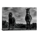 Dartmoor Ponies I (18"W x 12"H x 0.75"D)