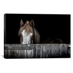 Peek A Boo (18"W x 12"H x 0.75"D)