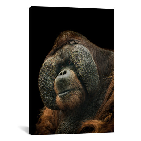 Orangutan (12"W x 18"H x 0.75"D)