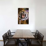 Deyrolle Growling Tiger (12"W x 18"H x 0.75"D)