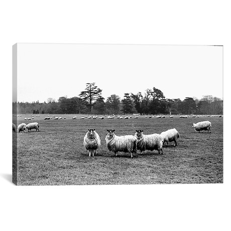Goodwood, Sheep Grazing (18"W x 12"H x 0.75"D)
