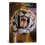 Deyrolle Growling Tiger (12"W x 18"H x 0.75"D)