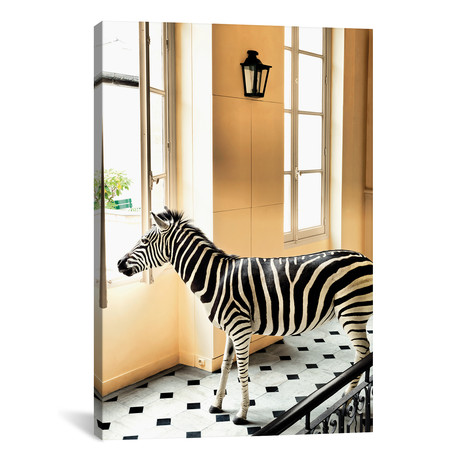 Deyrolle: Zebra At Window Version #3 (12"W x 18"H x 0.75"D)