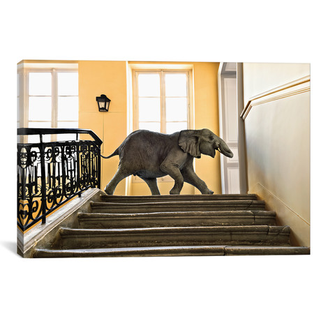 Deyrolle: Baby Elephant Running Late To A Meeting (18"W x 12"H x 0.75"D)