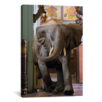 Deyrolle Baby Elephant Running Toward Camera (12"W x 18"H x 0.75"D)