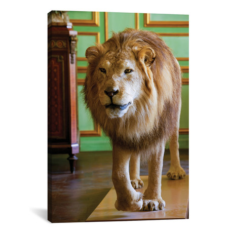 Deyrolle Male Lion Walking To Camera (12"W x 18"H x 0.75"D)