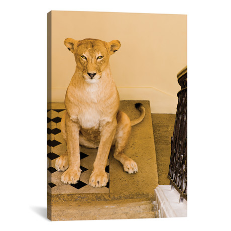 Deyrolle: Lioness Looking Up A Staircase At Deyrolle (12"W x 18"H x 0.75"D)