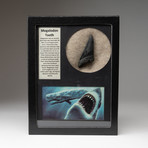 Megalodon Shark Tooth + Display Case