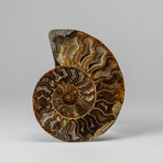 Calcified Ammonites Halves