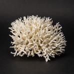 Nest Coral v.2