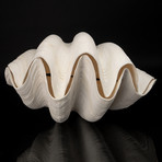 Giant Clam Shell // 15" Pair