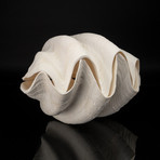 Giant Clam Shell // 15" Pair