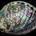 Green Abalone Shell