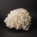 Nest Coral v.4
