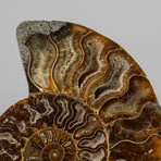 Calcified Ammonites Halves