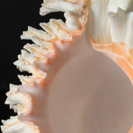 Pacific Ramosa Conch Shell