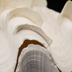 Fluted Clam Shell // 10"