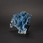 Blue Ridge Coral v.1