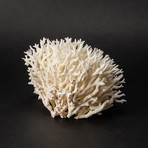 Nest Coral v.2