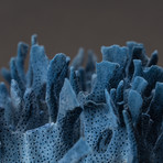 Blue Ridge Coral v.2